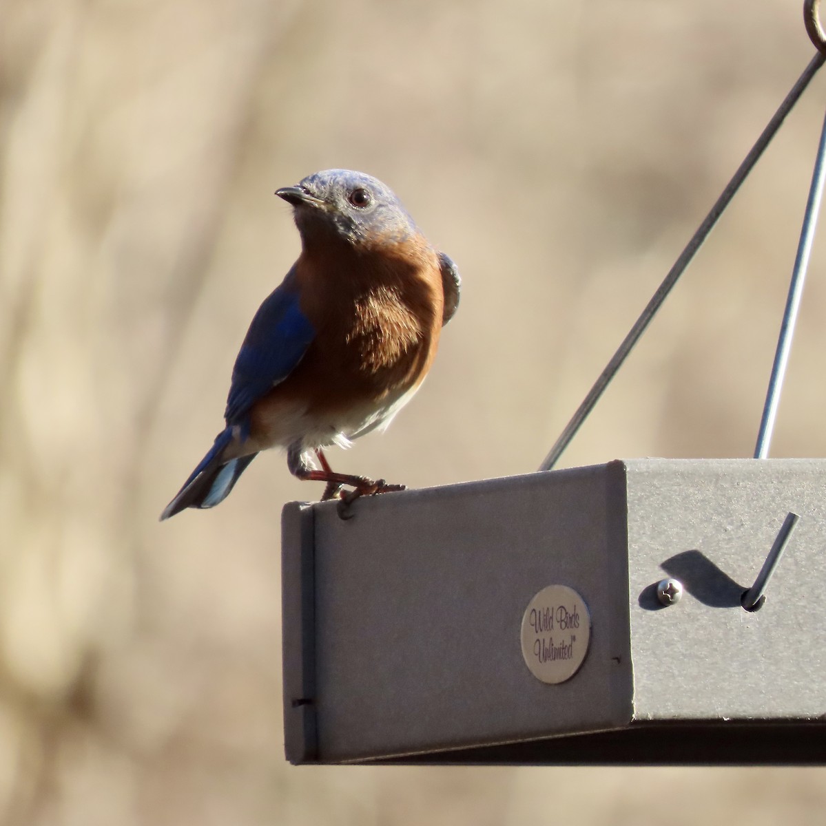 Eastern Bluebird - ML537021941