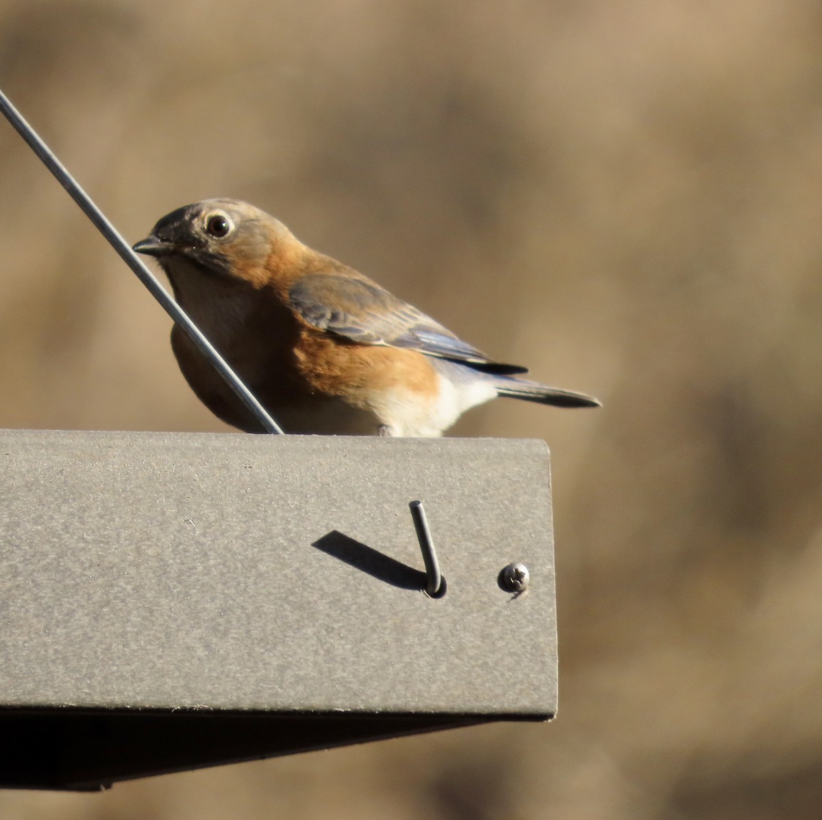 Eastern Bluebird - ML537021951