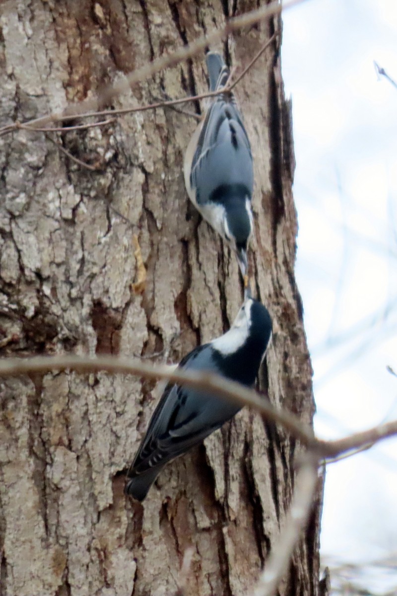 White-breasted Nuthatch - ML537022141