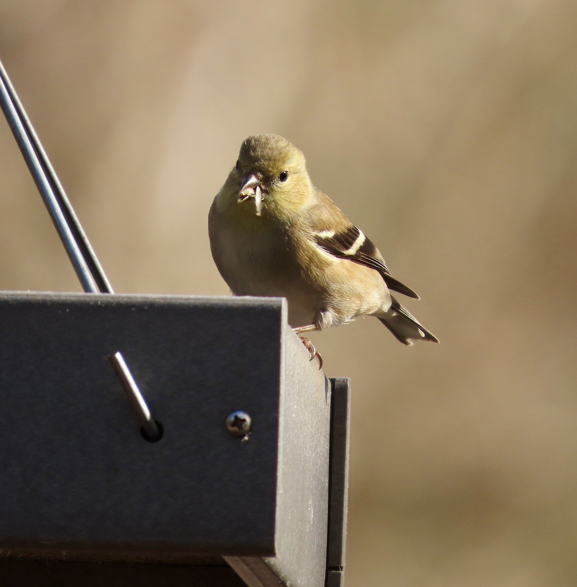 American Goldfinch - ML537022201