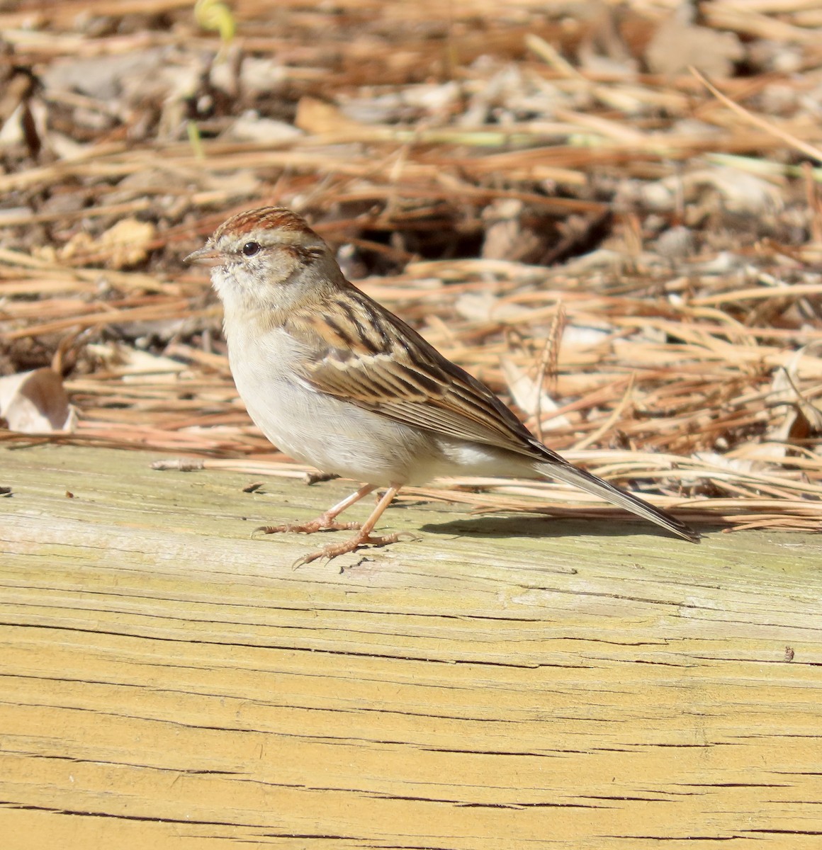 Chipping Sparrow - ML537022311