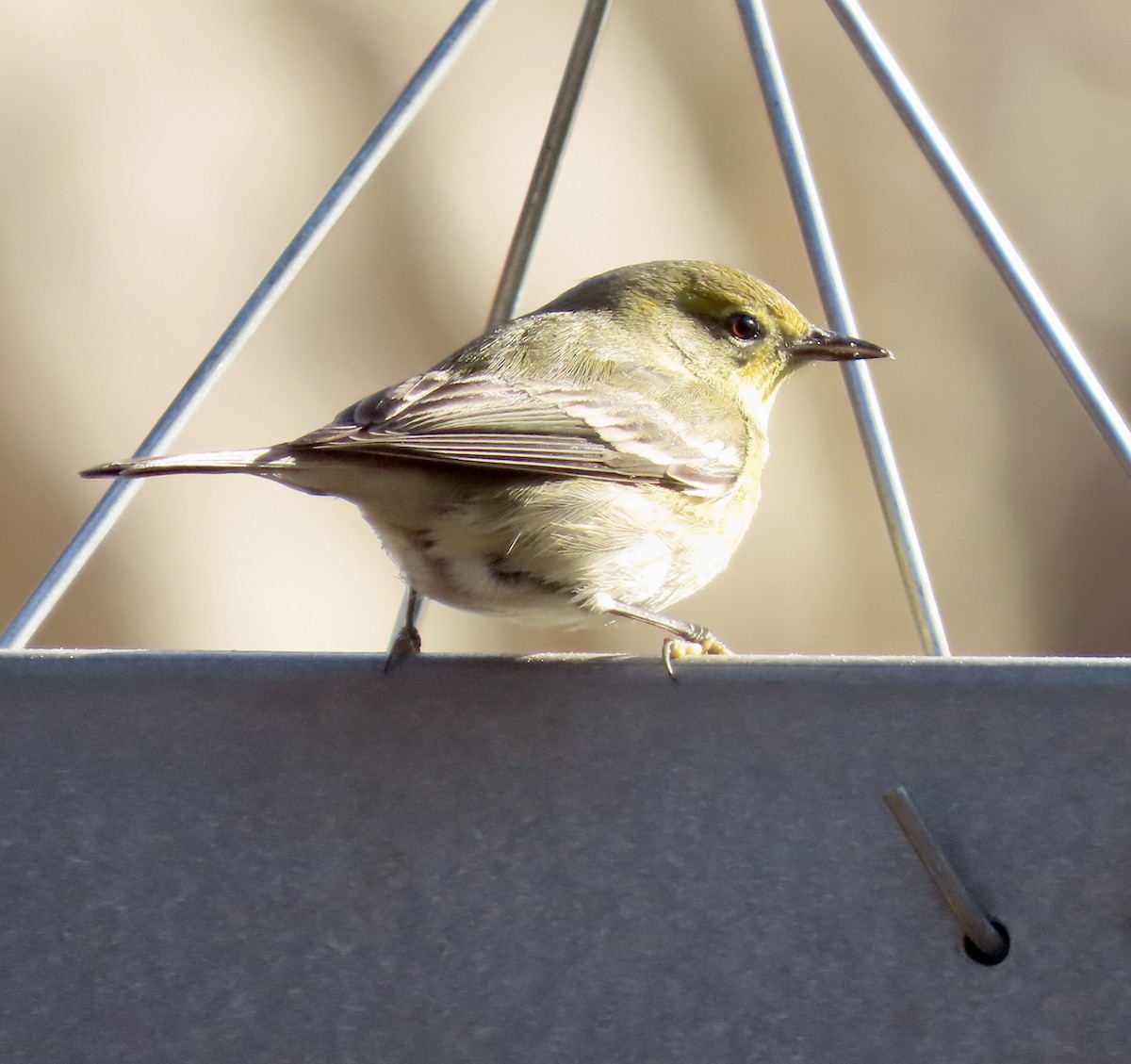 Pine Warbler - ML537022511