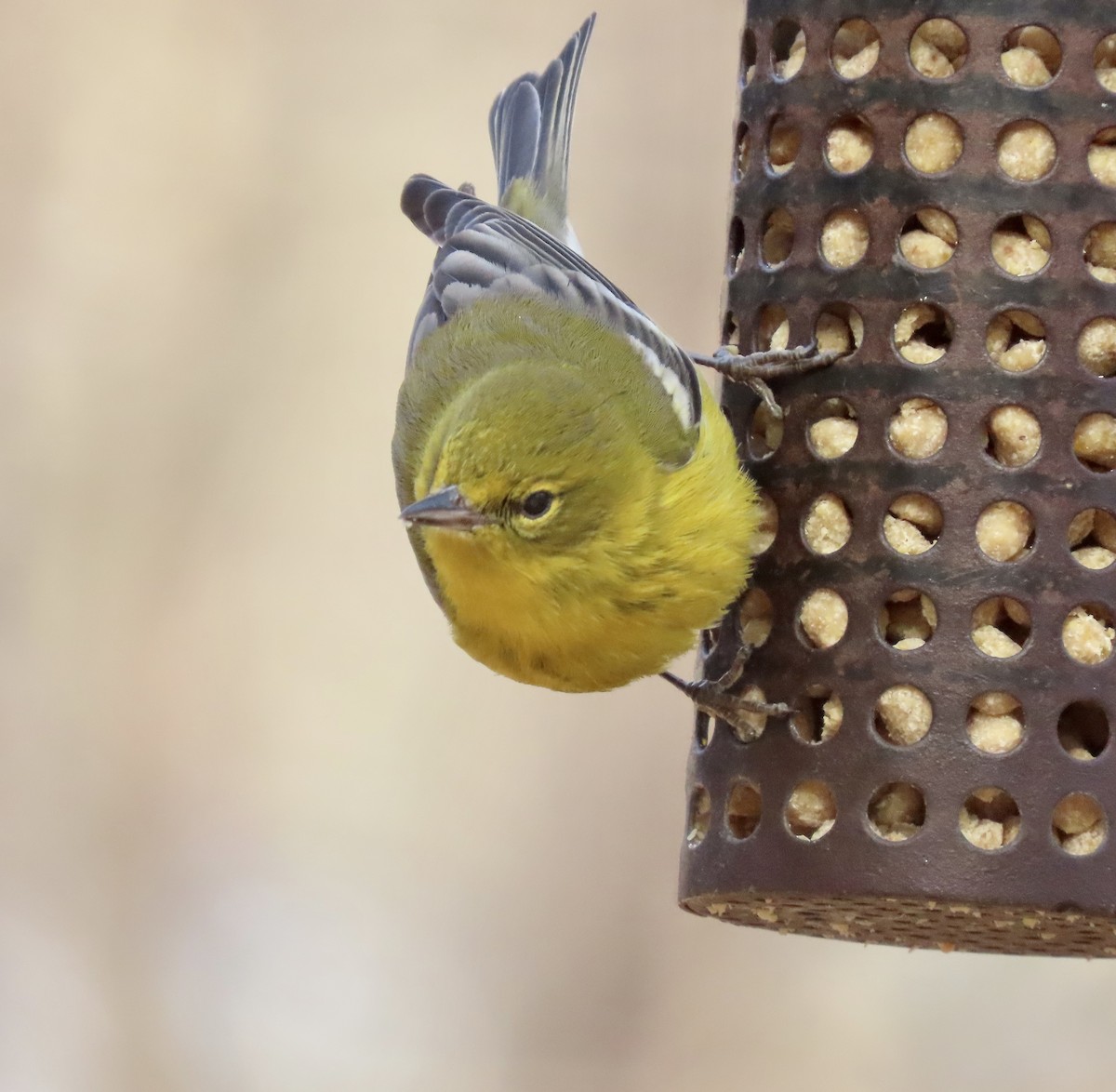 Pine Warbler - ML537022521