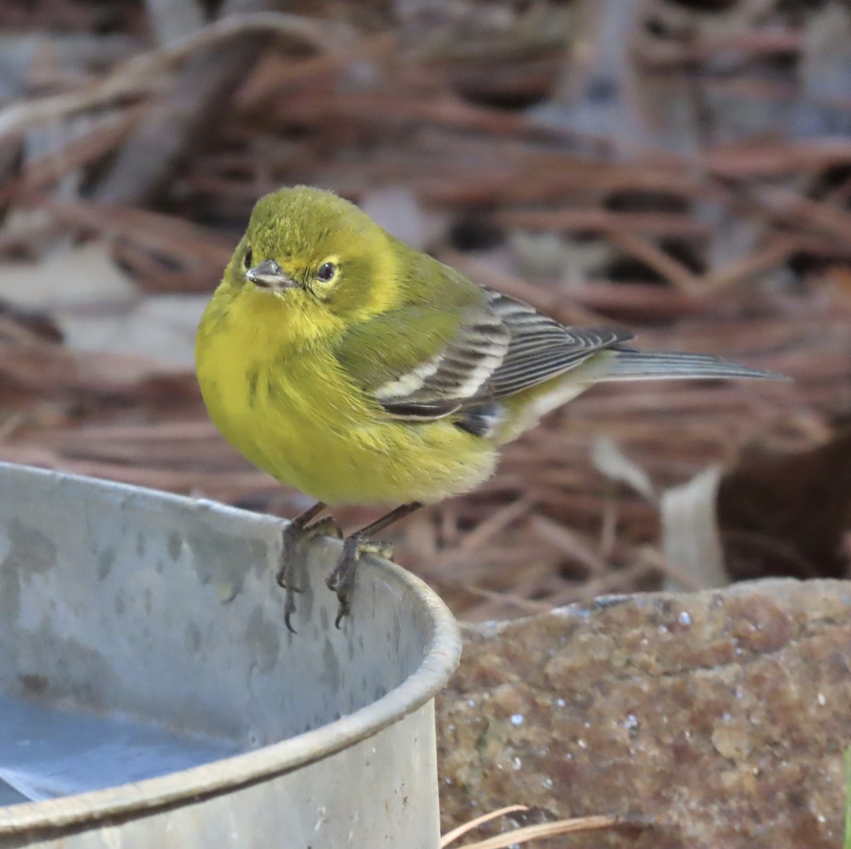 Pine Warbler - ML537022541
