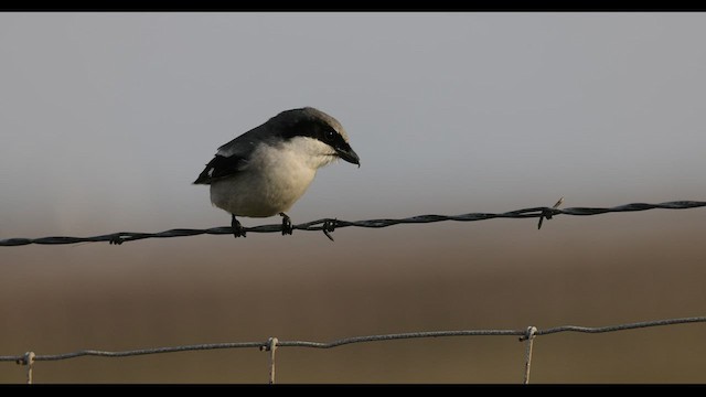 Loggerhead Shrike - ML537022711