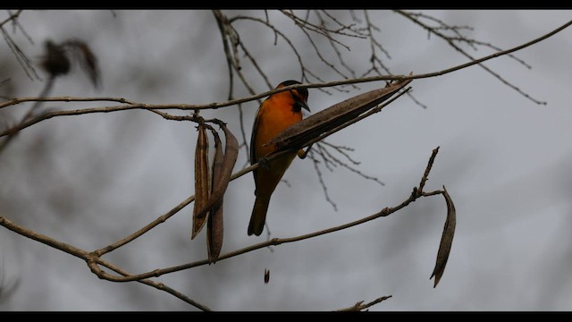 Bullock's Oriole - ML537022951