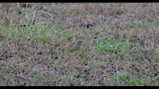 Paruline à joues grises - ML537022991