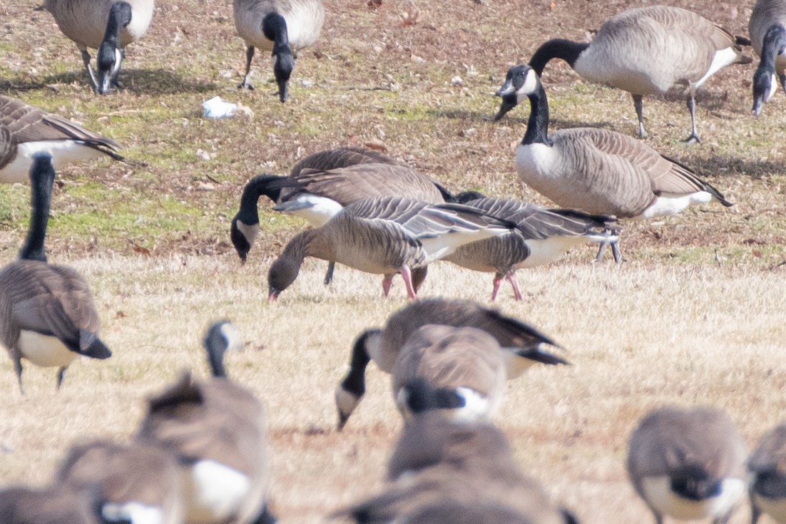 Pink-footed Goose - ML537023741