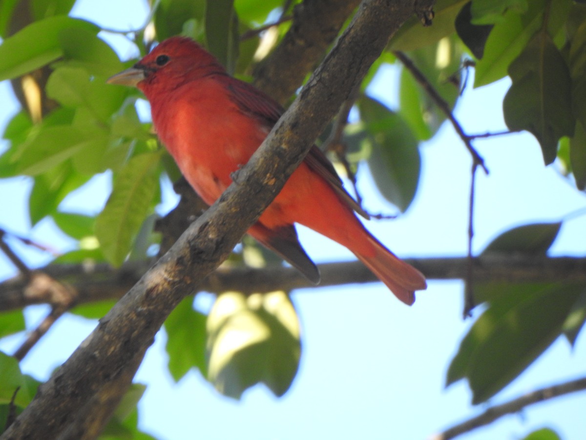 Summer Tanager - Mónica Pacas