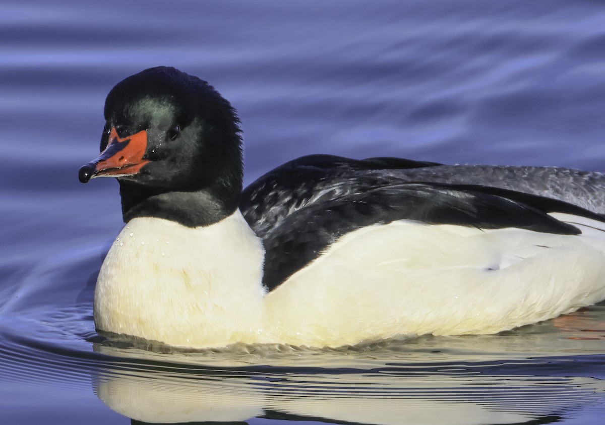 Common Merganser - ML537024581