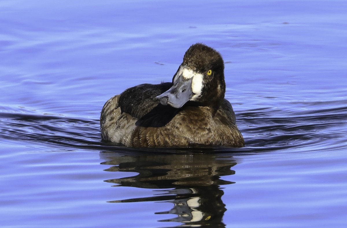Greater Scaup - ML537024701