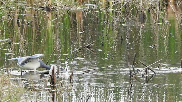 Tricolored Heron - ML537024721