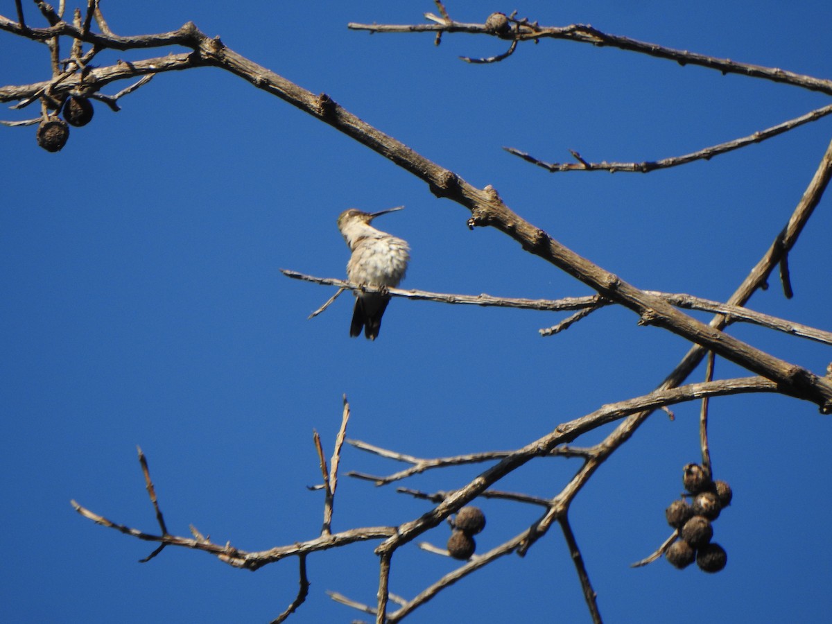 Ruby-throated Hummingbird - ML537024781