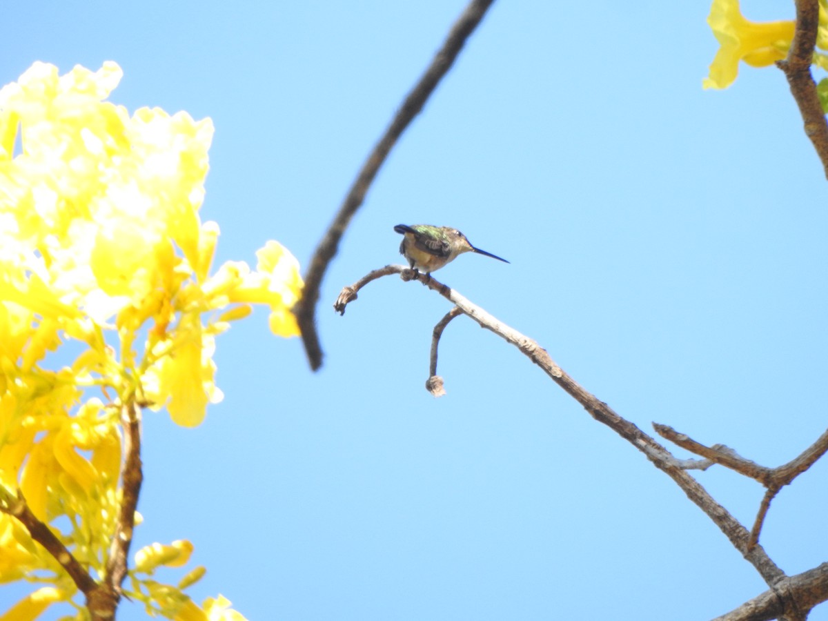 Ruby-throated Hummingbird - Mónica Pacas