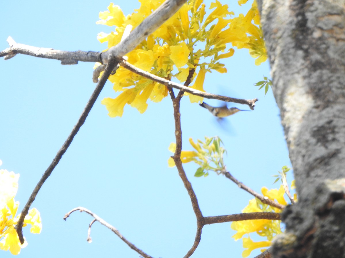 Ruby-throated Hummingbird - Mónica Pacas