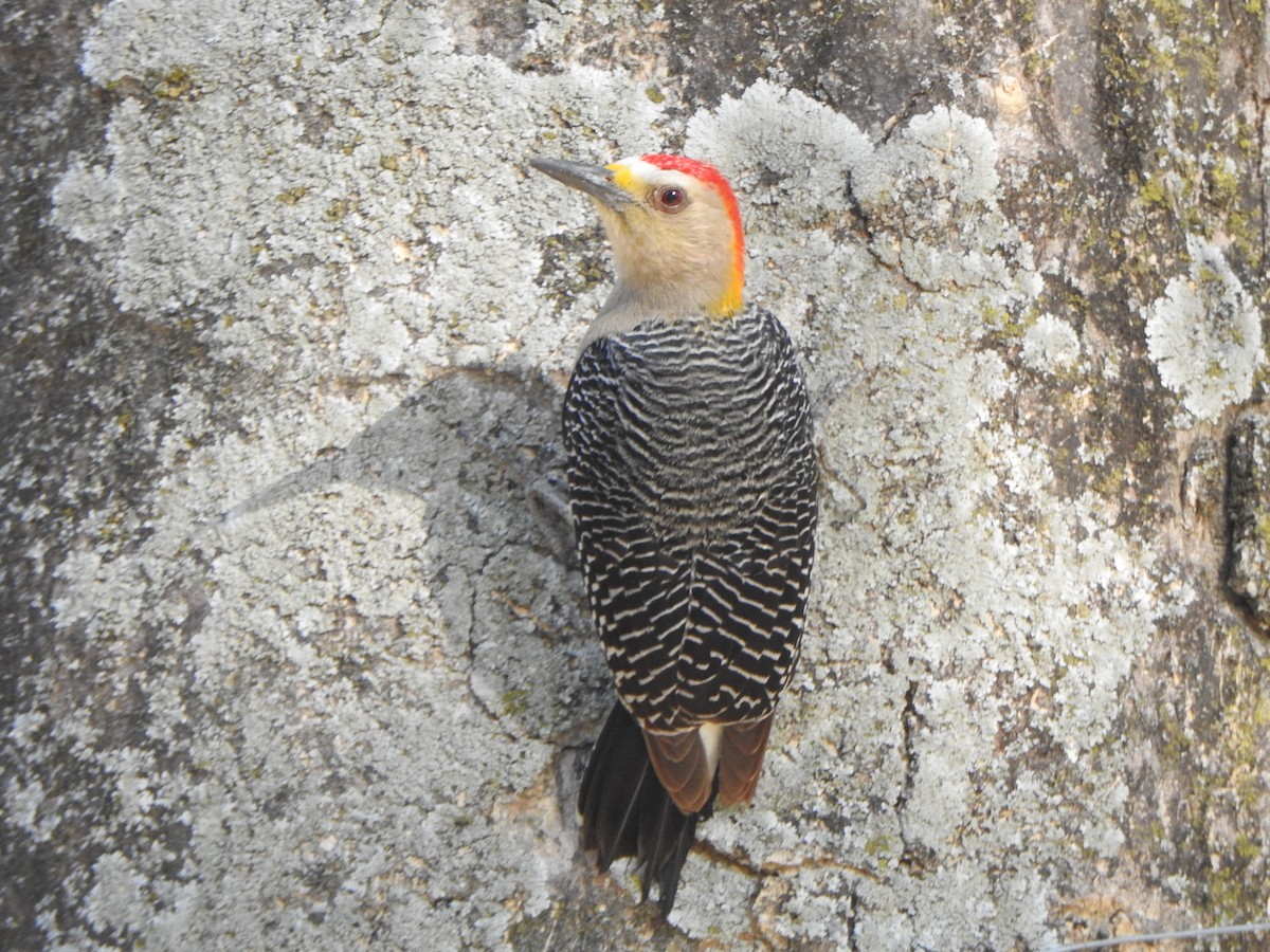 Golden-fronted Woodpecker - Mónica Pacas