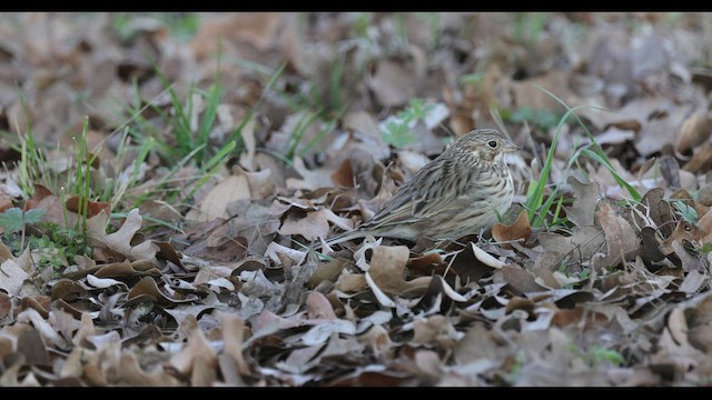 Vesper Sparrow - ML537025811