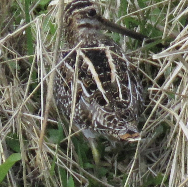 Wilson's Snipe - ML537026011