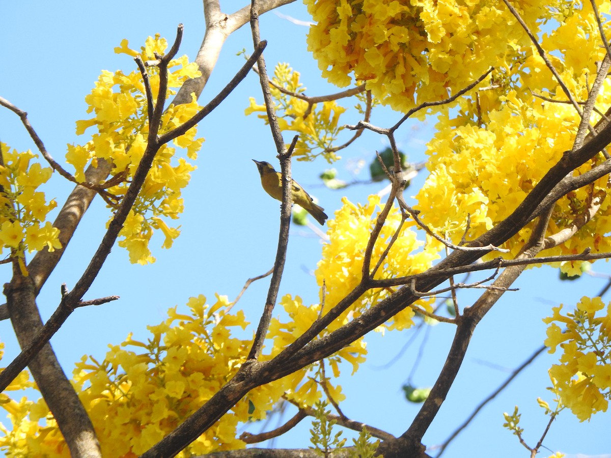 Orchard Oriole - Mónica Pacas