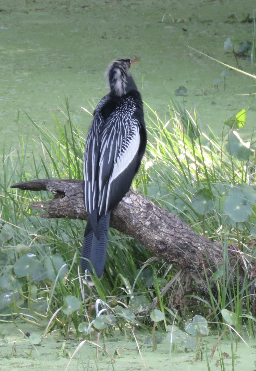 Anhinga - ML537026161