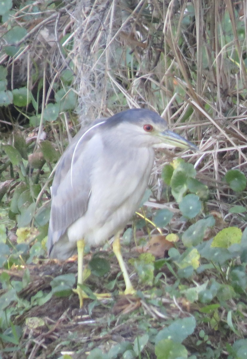 Black-crowned Night Heron - ML537026261