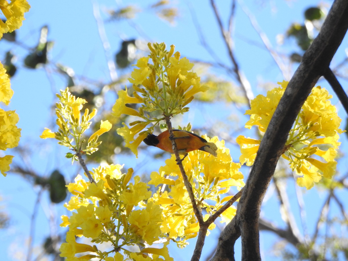 Baltimore Oriole - Mónica Pacas