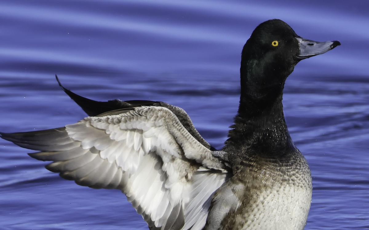 Greater Scaup - ML537026771