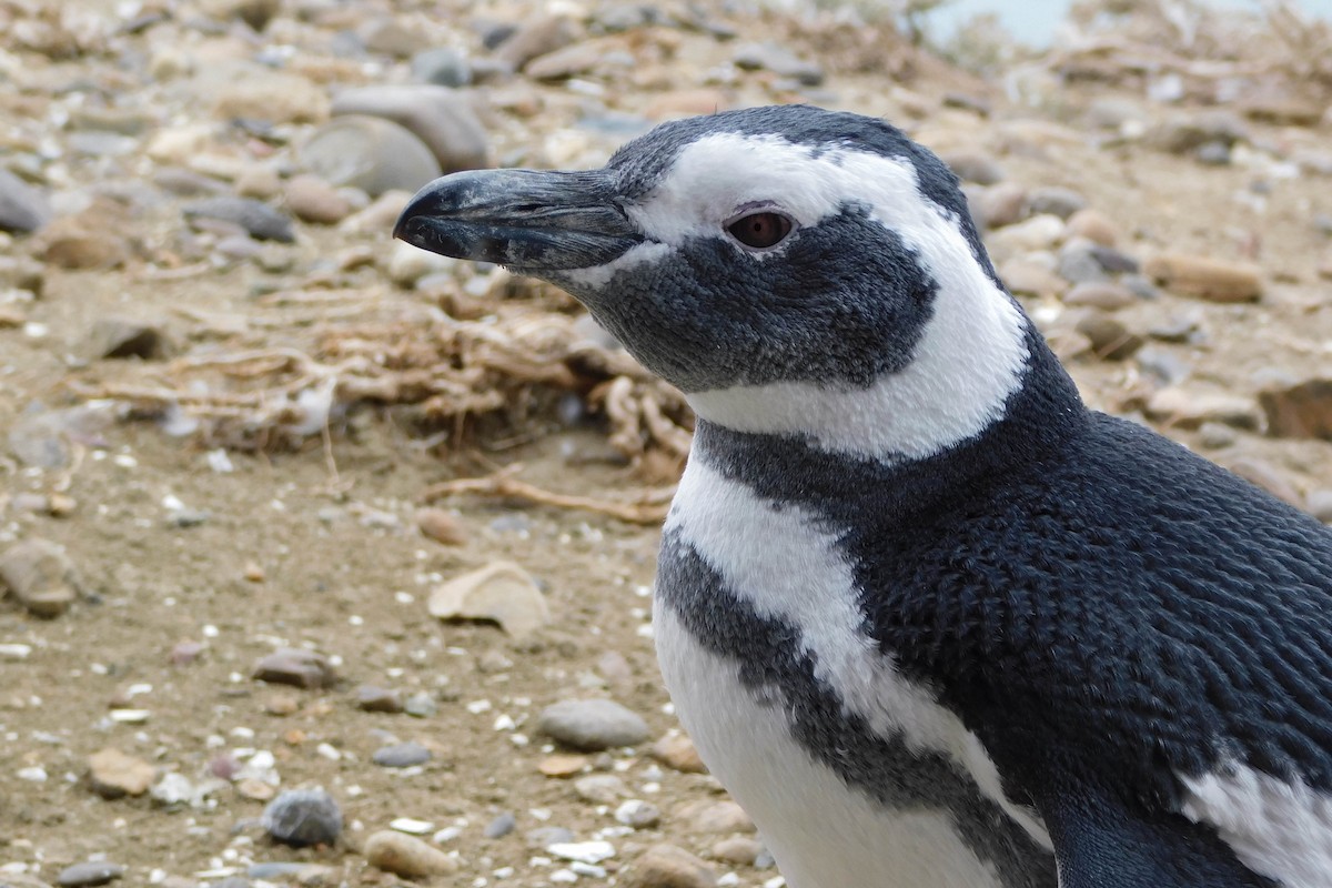 Magellanic Penguin - Sebastián Alvarado | Southern Patagonia tours
