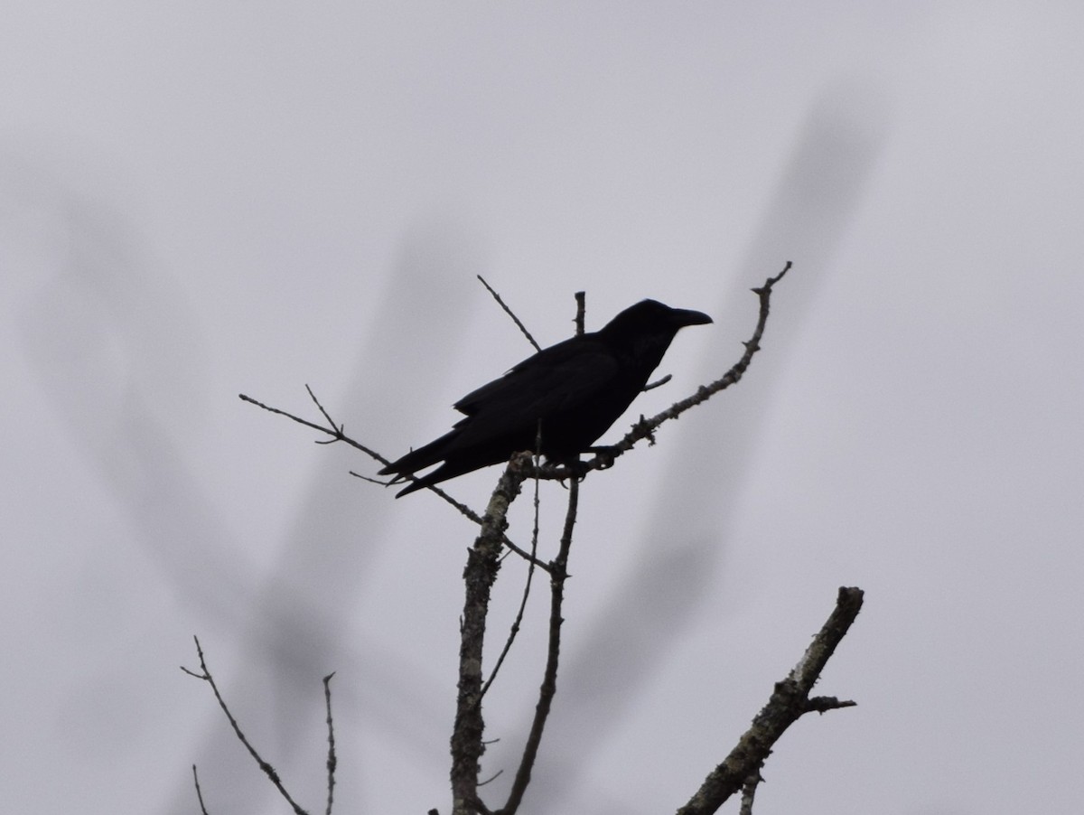 Common Raven - ML537028531