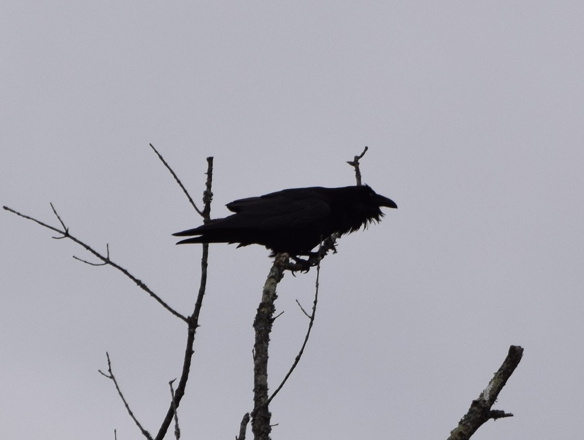 Common Raven - ML537028541