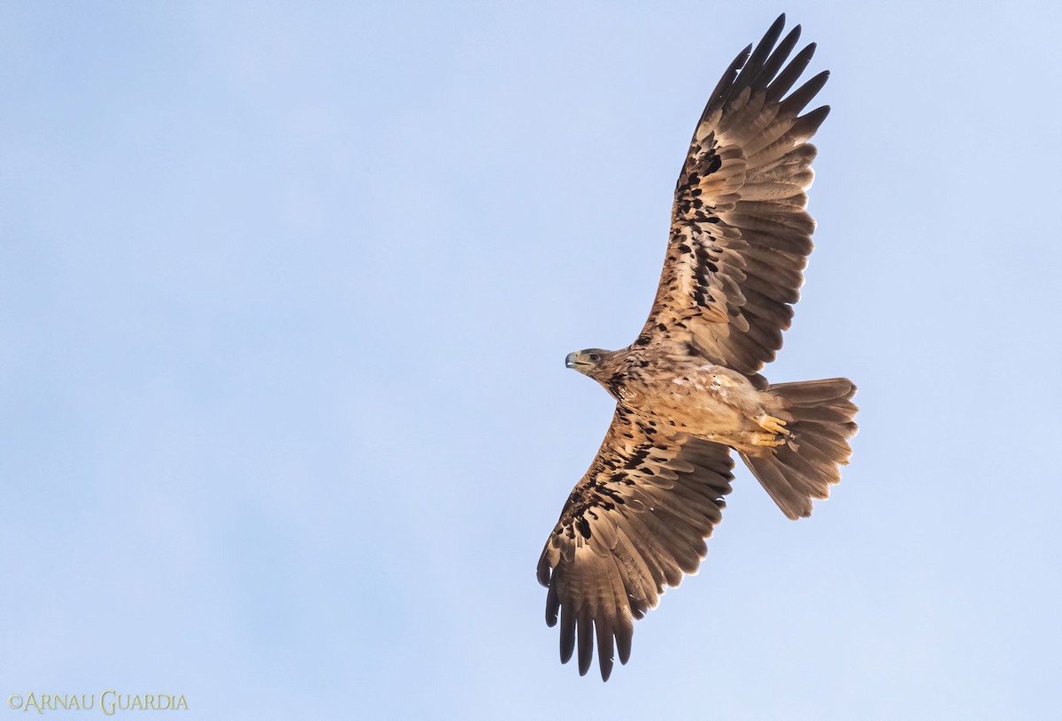 Spanish Eagle - ML537028641