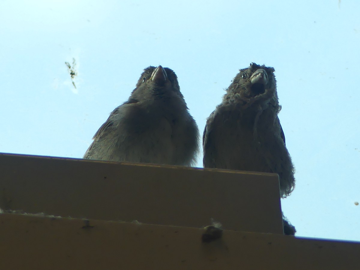 House Sparrow - ML537029371