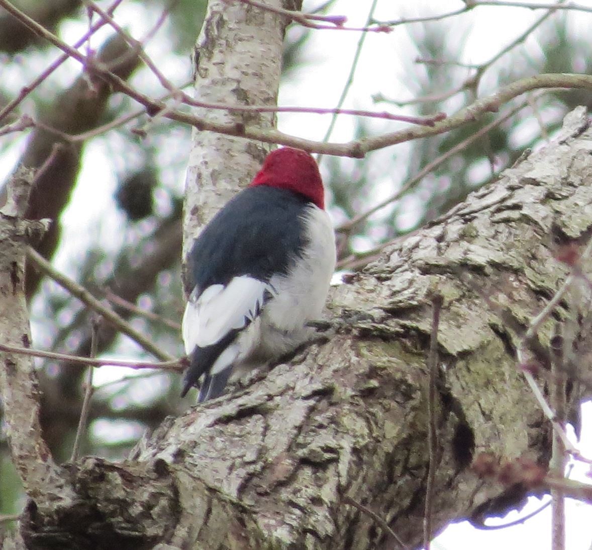 Red-headed Woodpecker - ML537029811