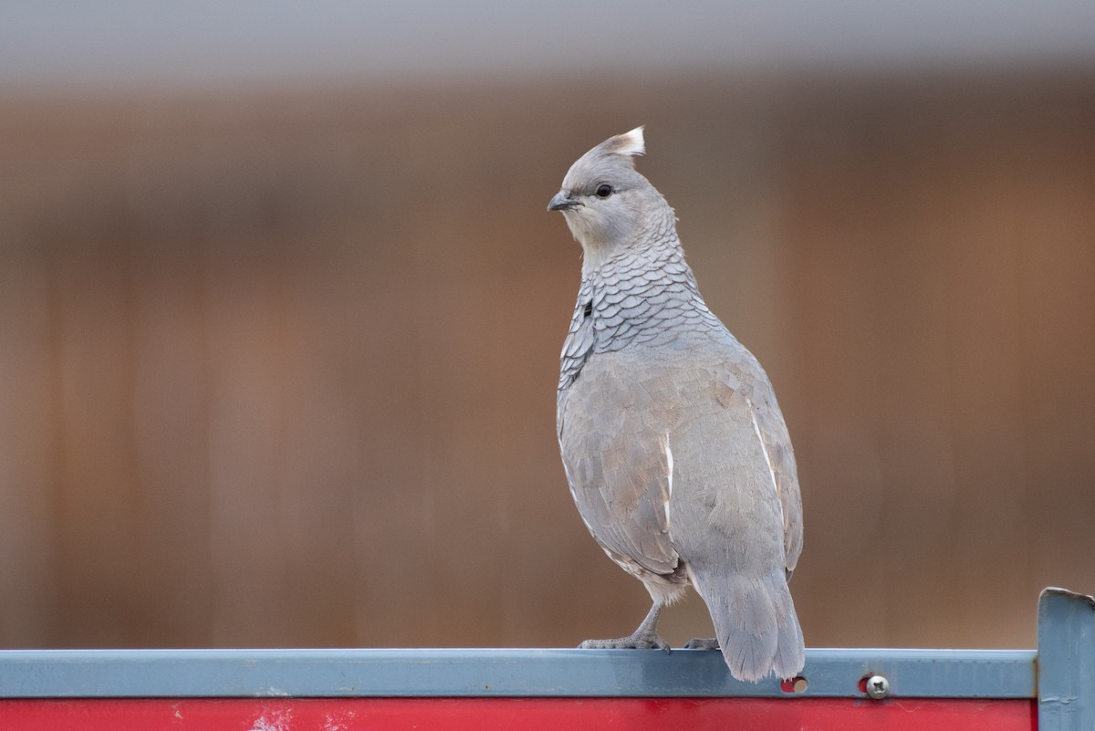 Scaled Quail - Kevin Pero