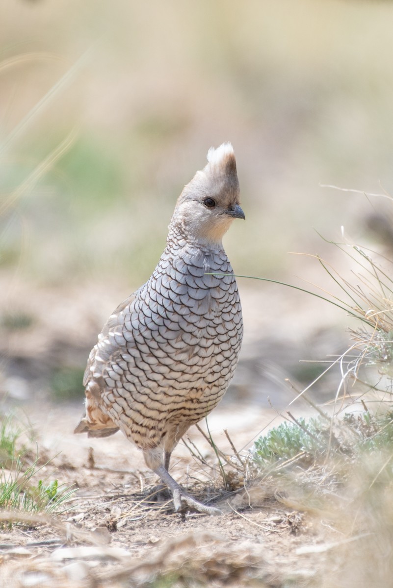 Scaled Quail - Kevin Pero