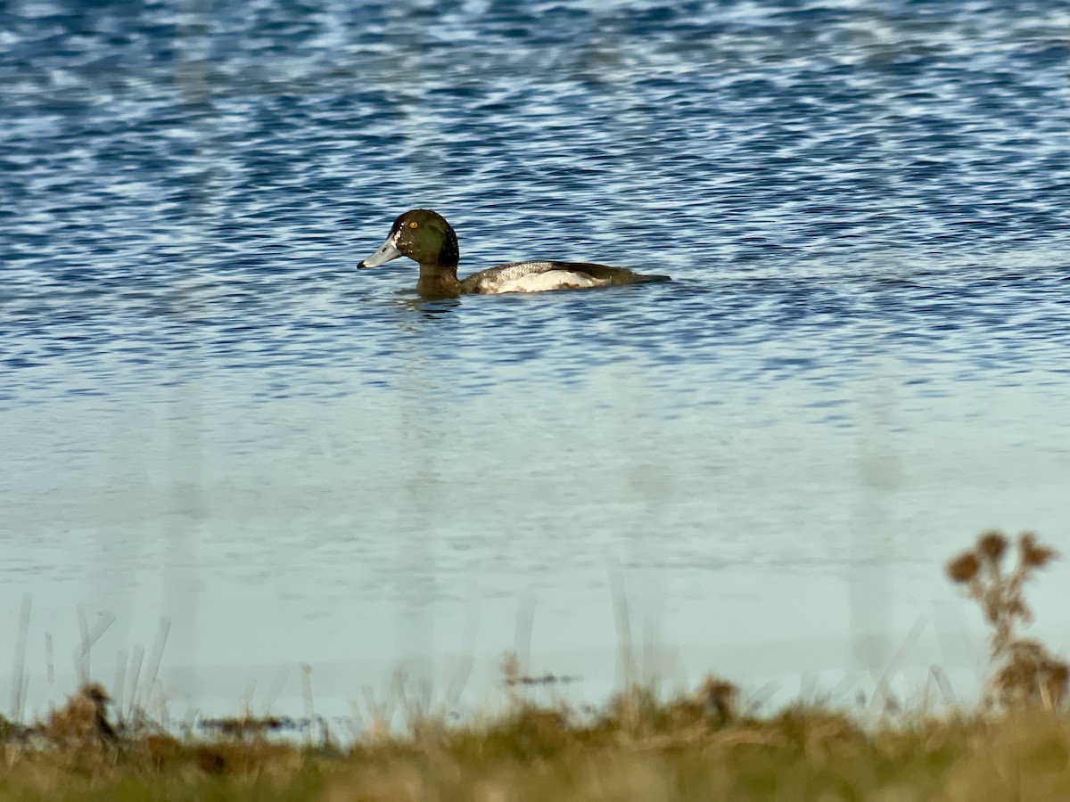 Greater Scaup - ML537030601