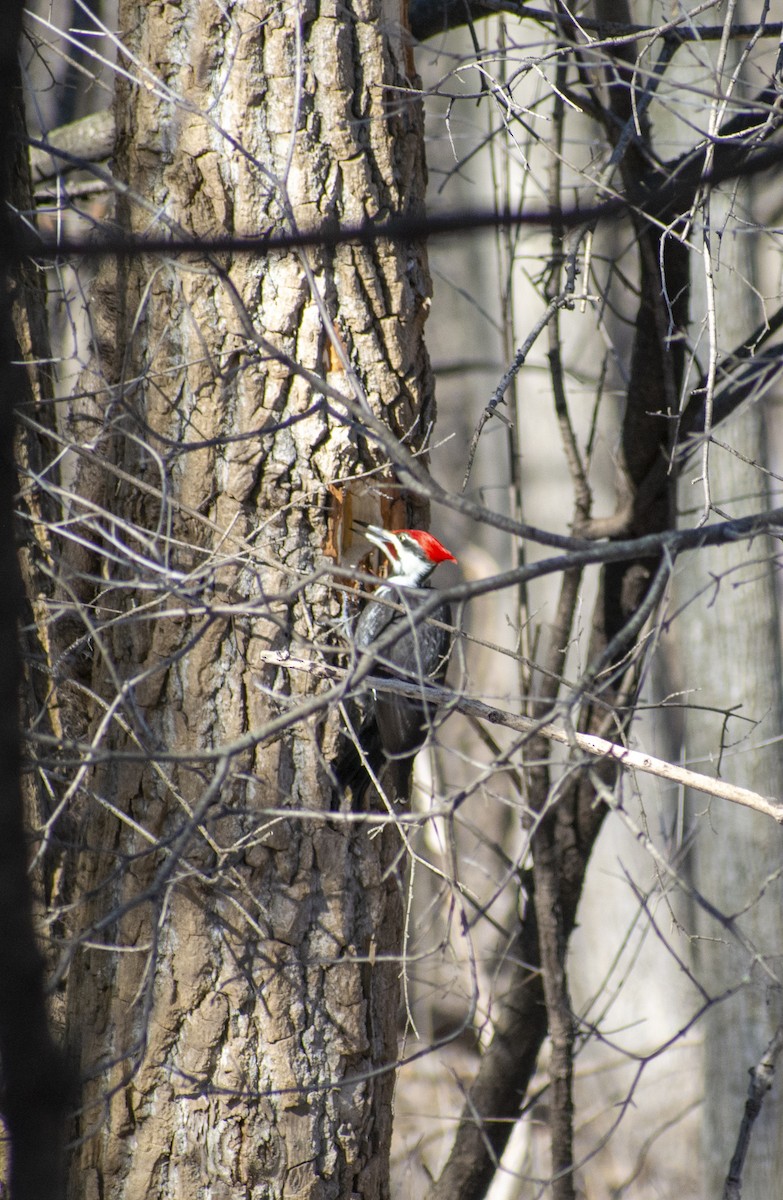 Pileated Woodpecker - ML537032041