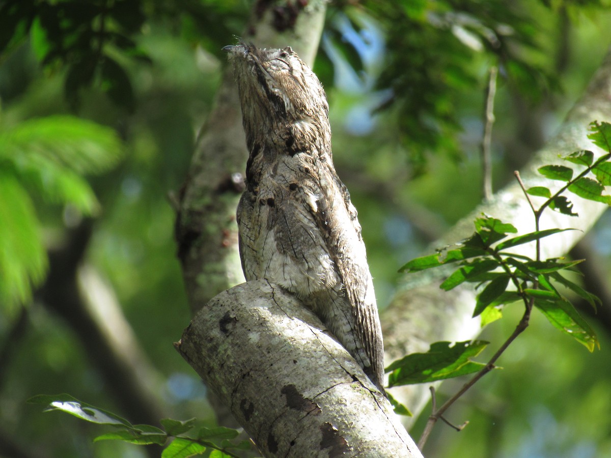 Common Potoo - ML537032211