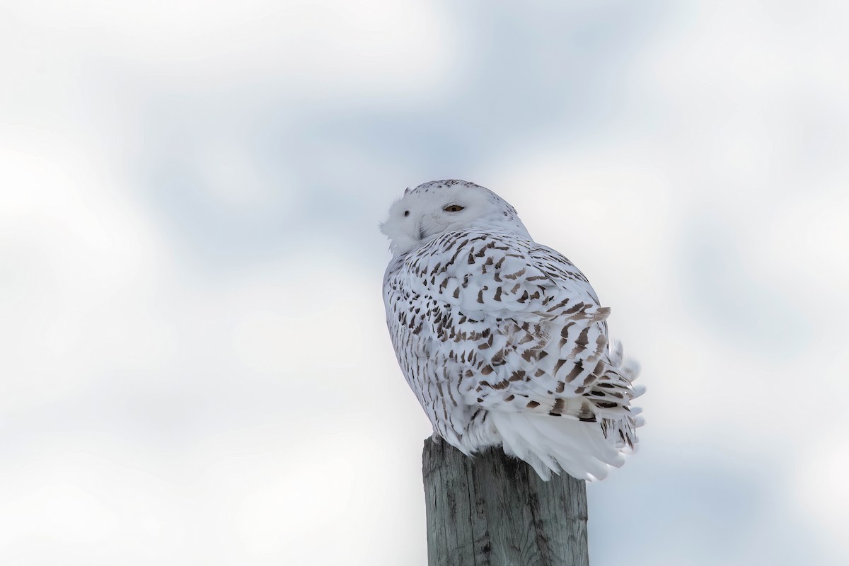 Snowy Owl - Nancy Wilcox
