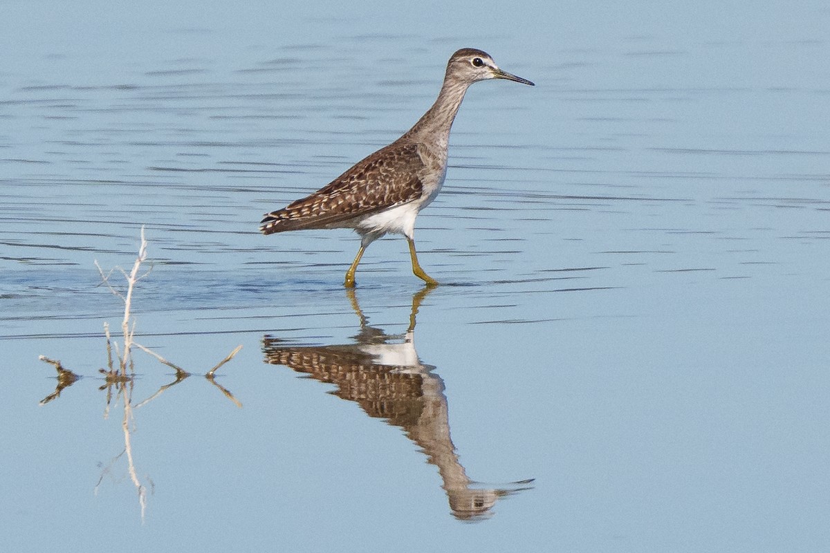 Wood Sandpiper - Daniel Hinckley | samazul.com