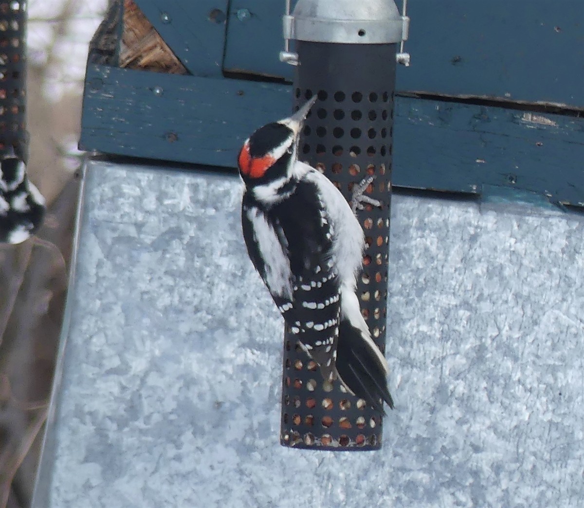 Hairy Woodpecker - ML537033401