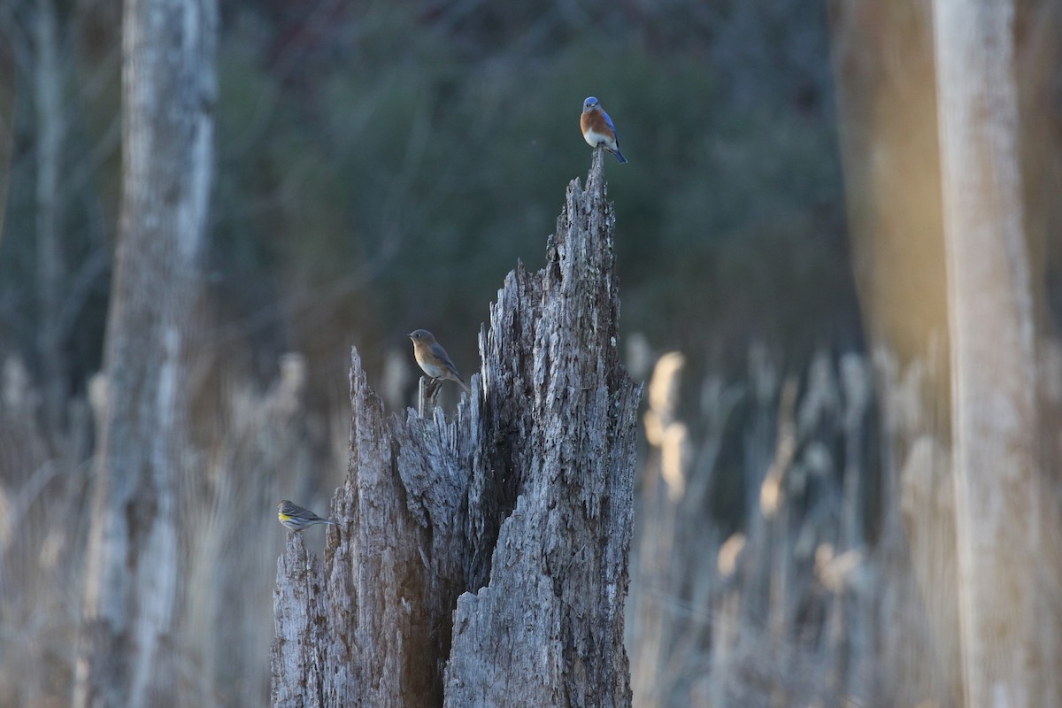 Eastern Bluebird - ML537034101