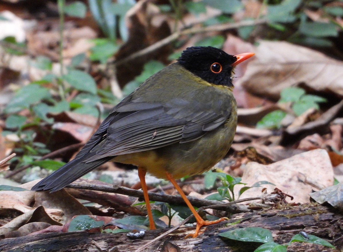 Yellow-throated Nightingale-Thrush - Isaí López