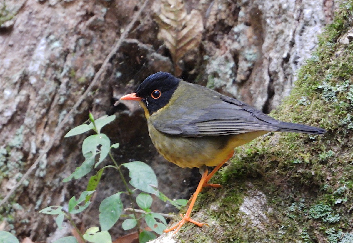 Yellow-throated Nightingale-Thrush - Isaí López