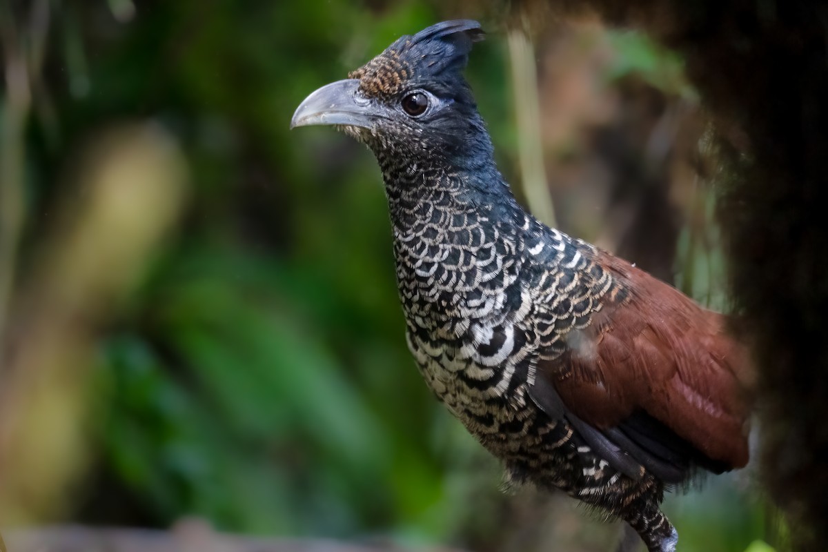 Banded Ground-Cuckoo - ML537035551