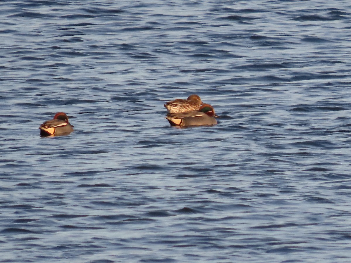 Green-winged Teal - ML537035701
