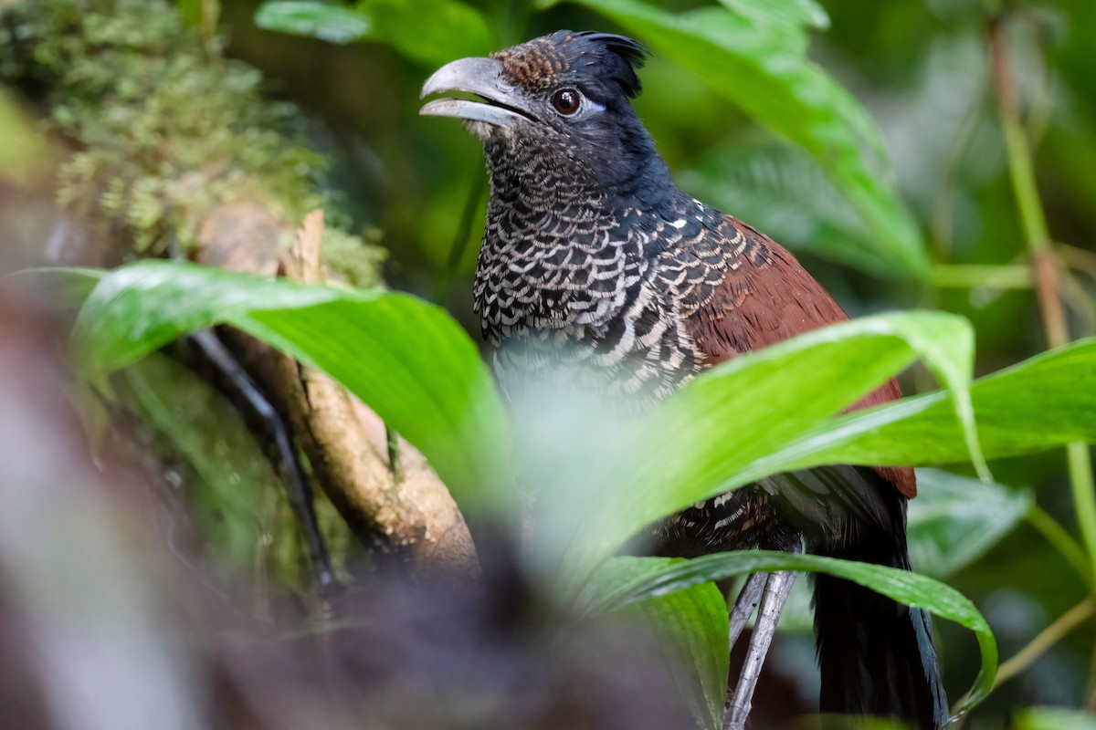 Banded Ground-Cuckoo - ML537036561