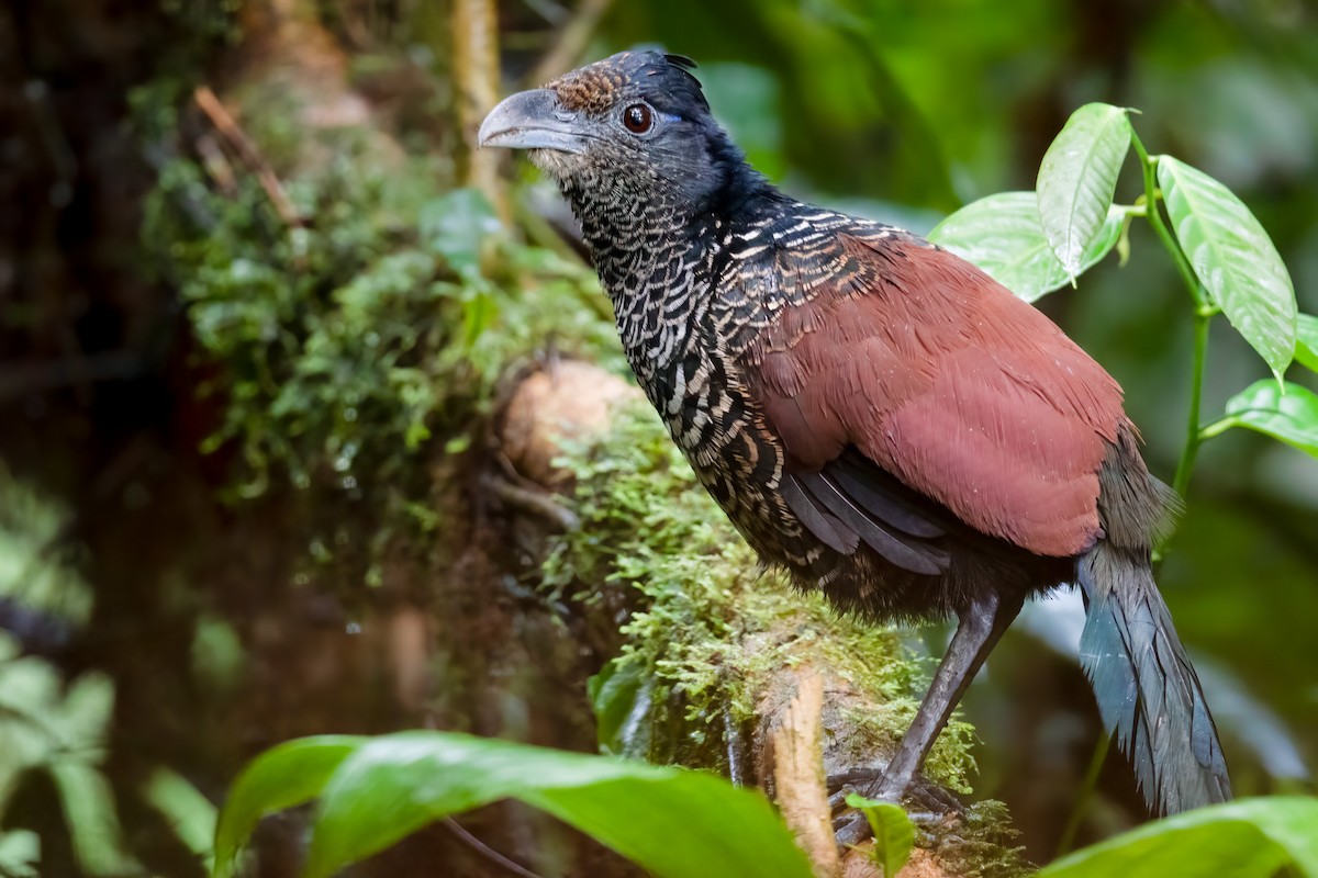 Banded Ground-Cuckoo - Ben  Lucking