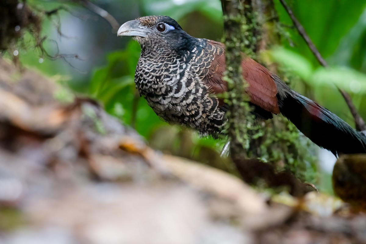 Banded Ground-Cuckoo - ML537036691