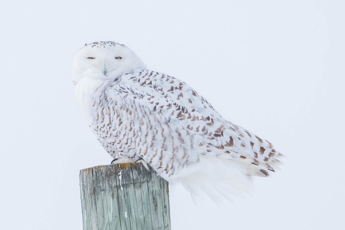 Snowy Owl - ML537036871